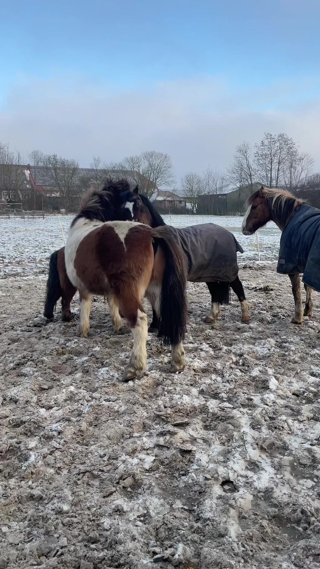 Glückliche Ponys ❤️